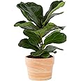 Costa Farms Fiddle Leaf Fig Tree, Live Indoor Plant in Indoors Garden Plant Pot, Potting Soil Mix, Air Purifying Houseplant, 