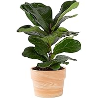 Costa Farms Fiddle Leaf Fig Tree, Live Indoor Plant in Indoors Garden Plant Pot, Potting Soil Mix, Air Purifying Houseplant, 