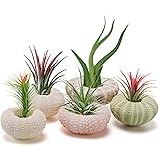 5 Pack Mini Sea Urchin Shell Air Plant Holders- 5 Styles Decorative Hanging Air Plant Pot Cute Tillandsia Succulent Display C