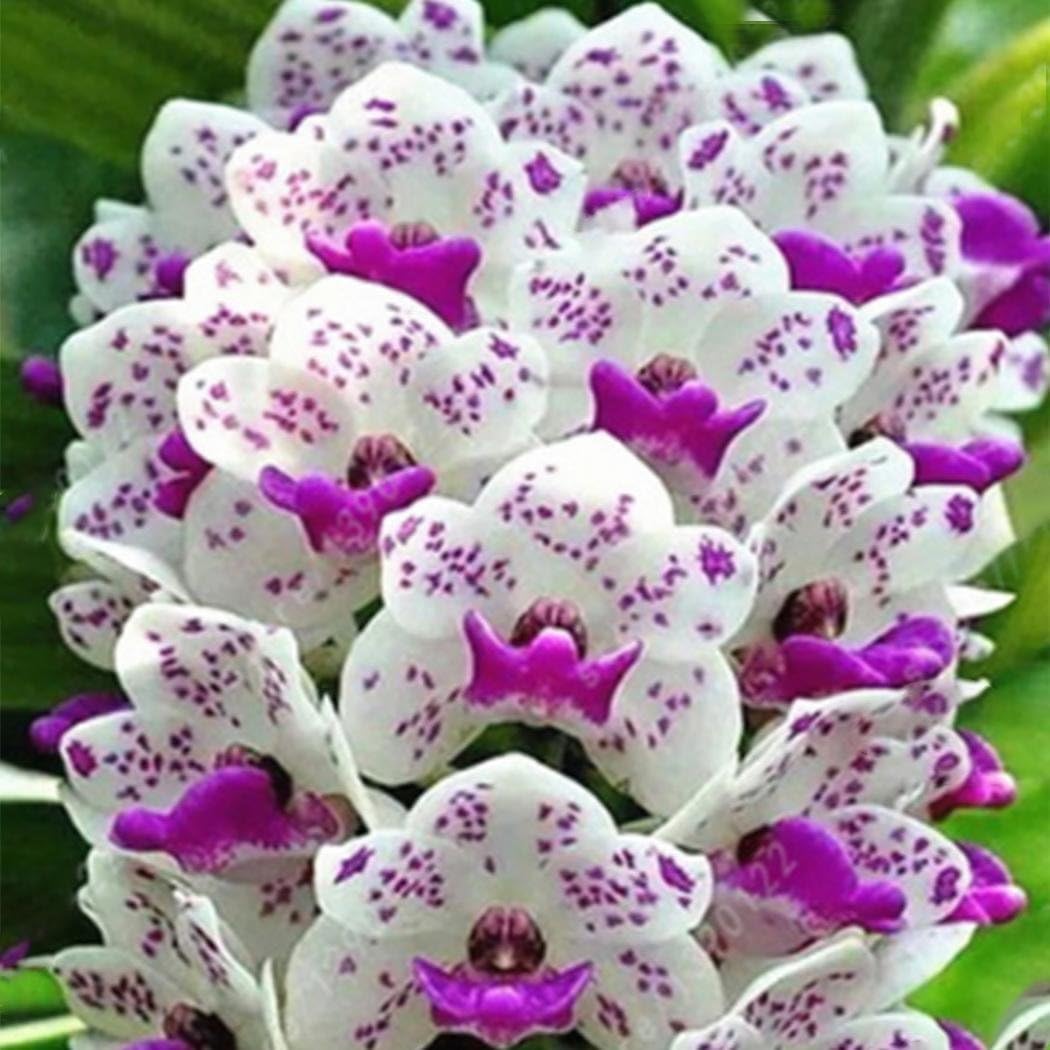Feriay New Nice Adorable Flower Fragrant Seeds Fragrant Blooms Cymbidium Seeds Flowers