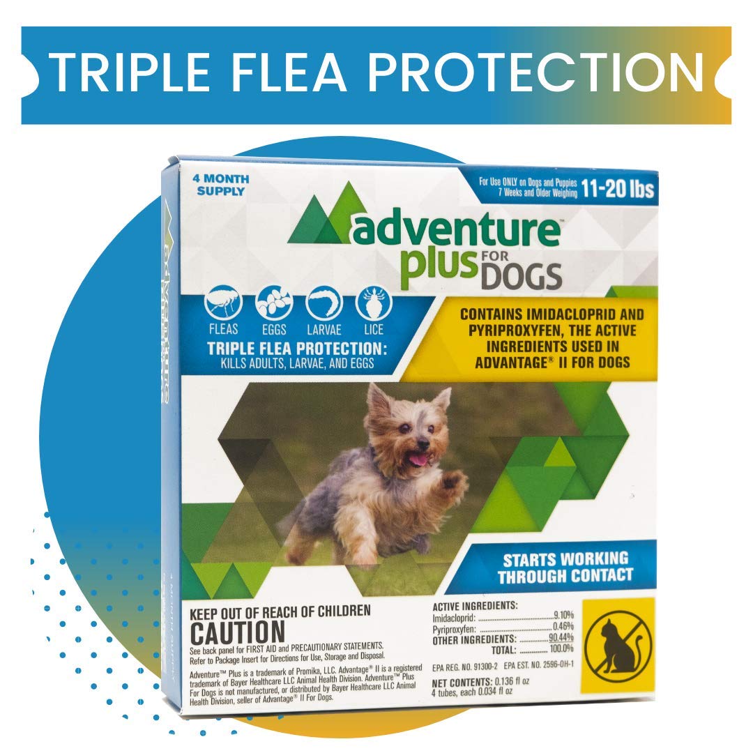 Best Lice Treatment For Carpet