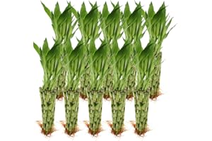 Live Lucky Bamboo Bulk 12-Inch Bundle of 100 Stalks - Live Indoor Plants for Home Decor, Arts & Crafts, and Feng Shui - NW Wholesaler