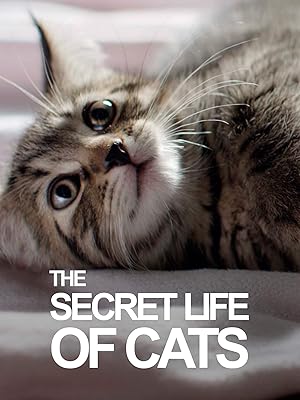 the secret life of kittens