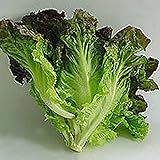 Lettuce, Red Leaf Romaine Lettuce Seeds, Organic, NON-GMO, 50+ seeds per package, Healthy Hearty , A great addtion to any salad.