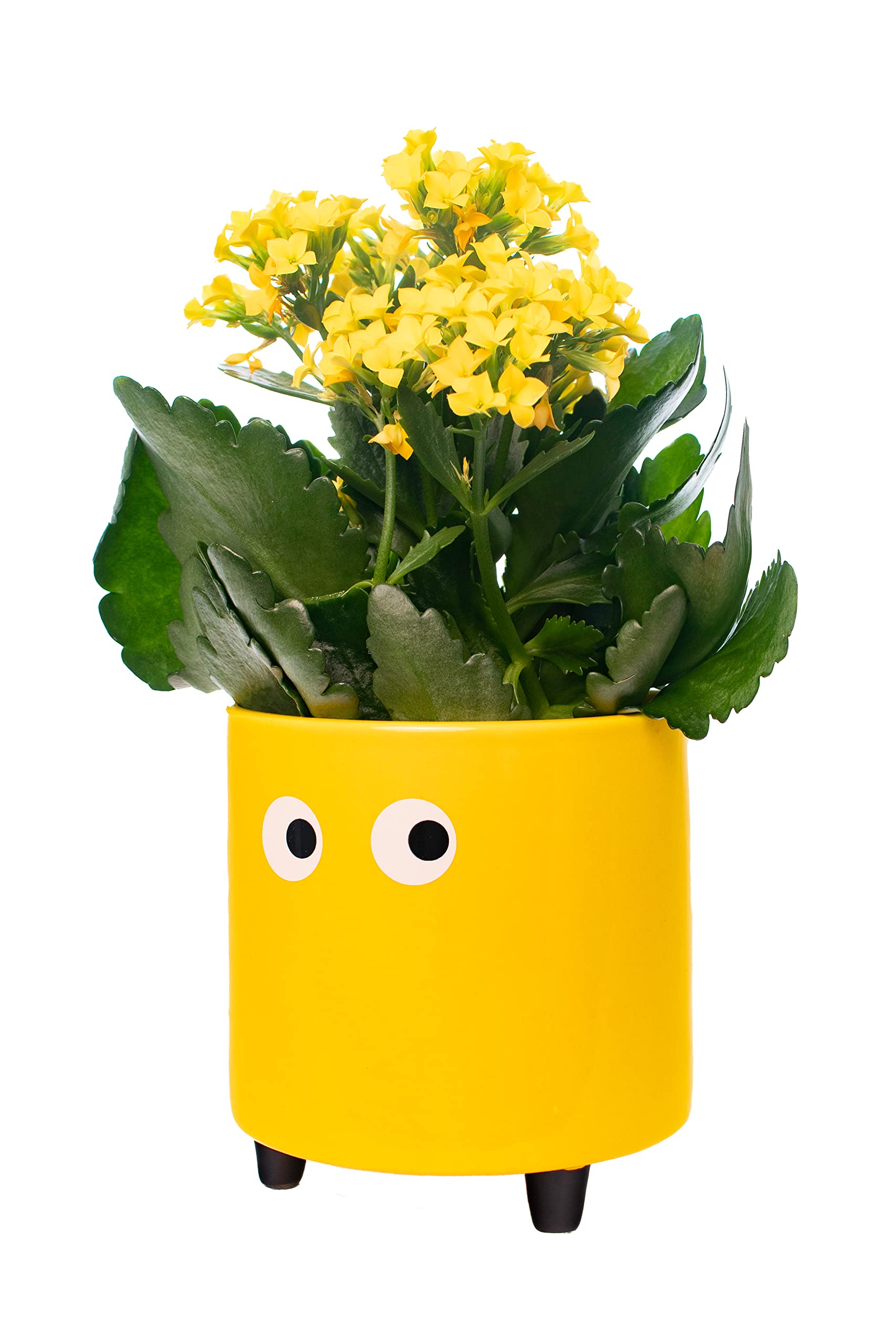 Fisura - Original Flower pots "Eyes Design", Ceramic Plant pots Indoor, Decorative Indoor planters with Legs for Cactus, Planters for Flowers and Succulents, Dimensions: 13cm x 12,5cm (Yellow)