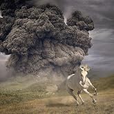 Year Of The Dark Horse