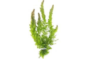 CANTON AQUATICS Live Aquarium Hornwort Coontail Bunch Plants - Excellent Oxygenator - Easy to Maintain Plant - Removing Excess Nitrates - Promote High Water Quality - 3-5 Stems Per Bunch - Pack 1