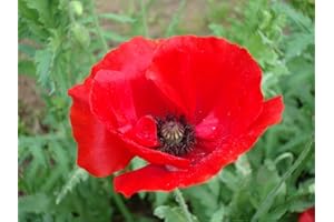 ZELLAJAKE FARM AND GARDEN Poppy Red Corn Poppy3000 Seeds+