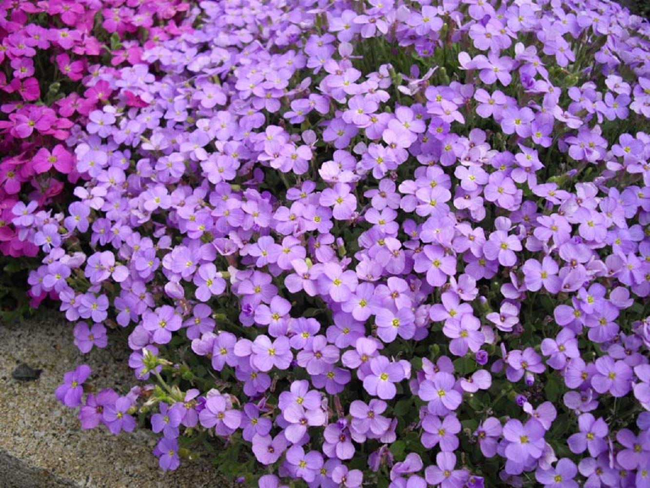 PREMIER SEEDS DIRECT - AUBRIETIA GRACILLIS - Rock CRESS - Royal Blue - 0.15 GRAM ~ Approx 400 Seeds