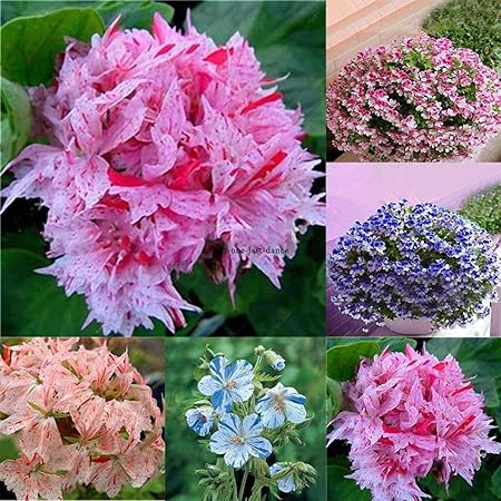 Portal Cool Type1 New Nice Adorable Flower Duftende Bla Ten Schmetterlingsblumensamen Jtoo 06 Amazon De Kuche Haushalt