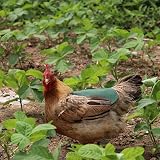 WANGHUI Poultry Jacket Vest Chicken Back Protector Apparel for Birds view 4