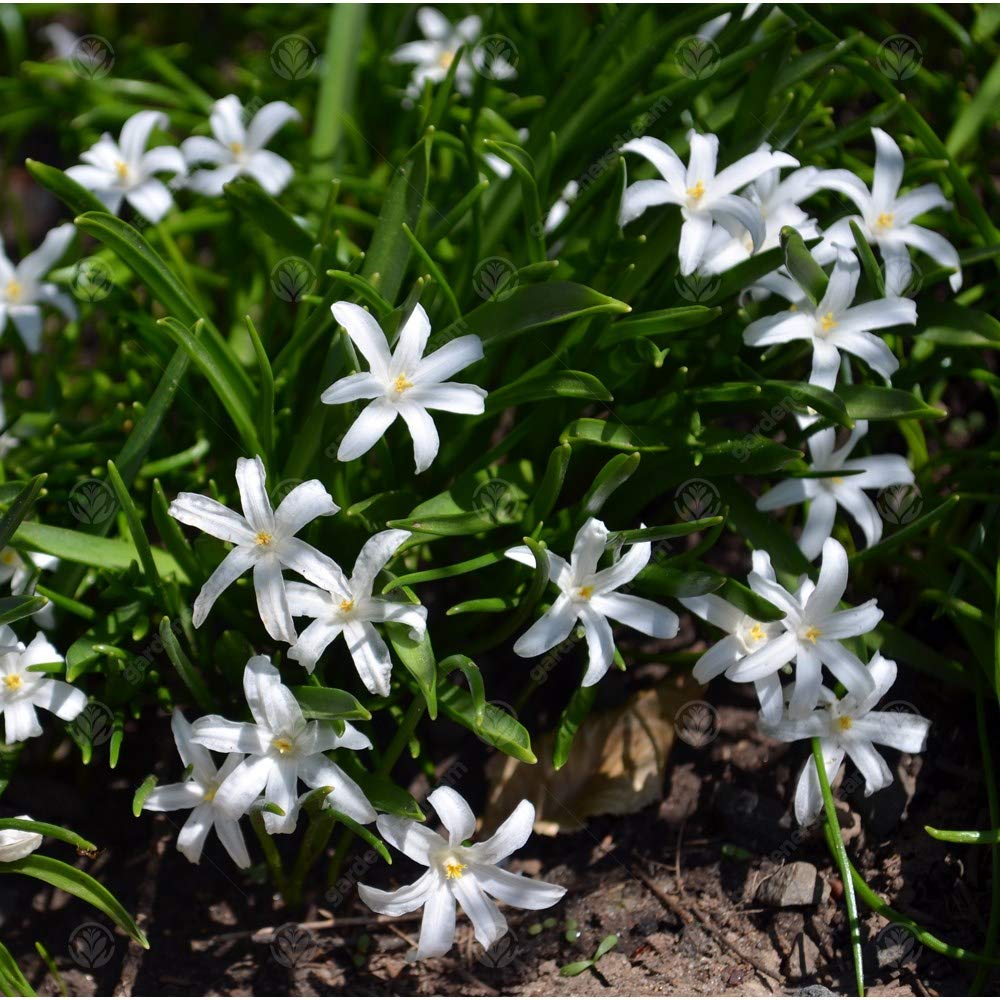 Хионодокса - посадка и уход в открытом грунте, фото сортов