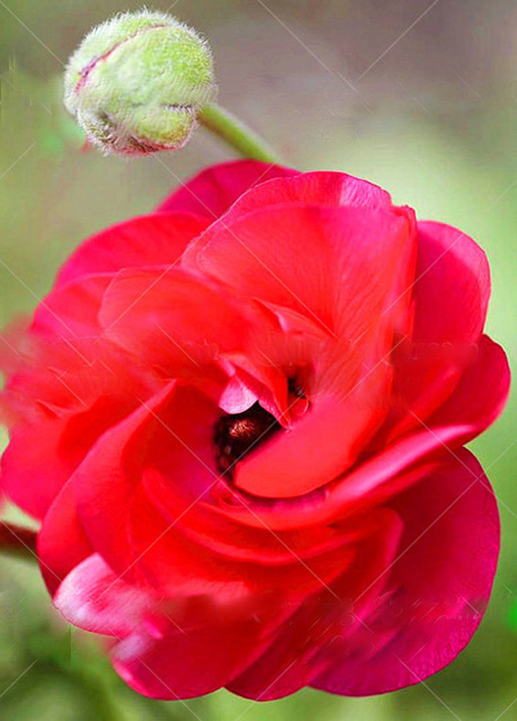 Images Amazon Com 10 Pcs Bag Rare Bonsai Peony Seeds Diy Home Garden dernière par