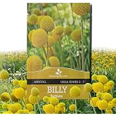 Outsidepride Billy Button Craspedia Globosa Seeds - 1000 Pcs Perennial, Hardy &amp; Drought Tolerant, Flower Seeds for Planting w/Yellow Spherical Blooms, Ideal for Cut Flower &amp; Pollinator Gardens