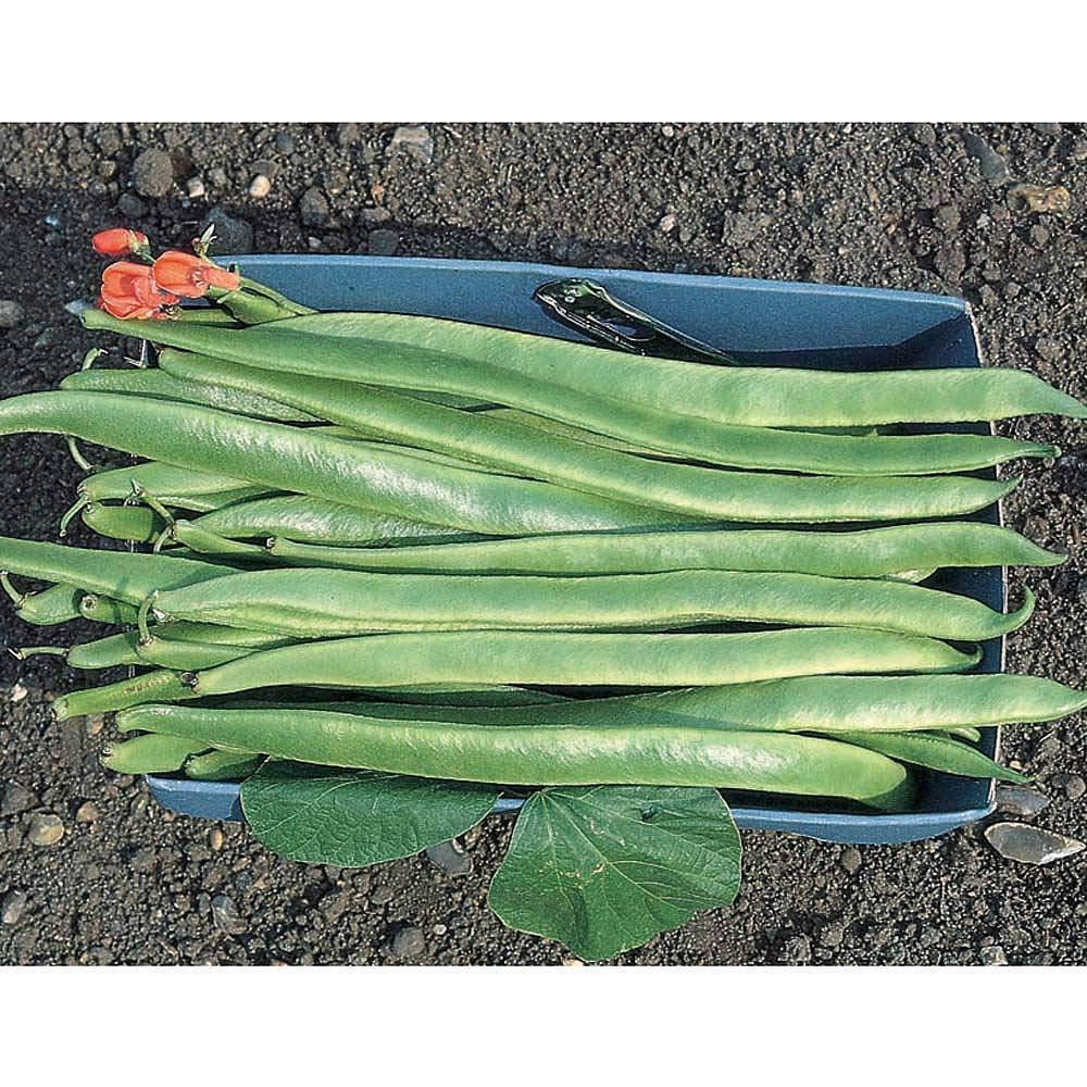 Runner Bean 'Polestar' Seeds Half-Hardy Annual Vegetable Garden Plants Seeds Easy to Grow Your Own 1 Packet of 40 Seeds by Thompson and Morgan