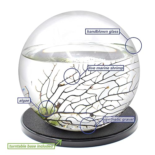 Custom Shrmp Ecosphere - Etsy Sngapore