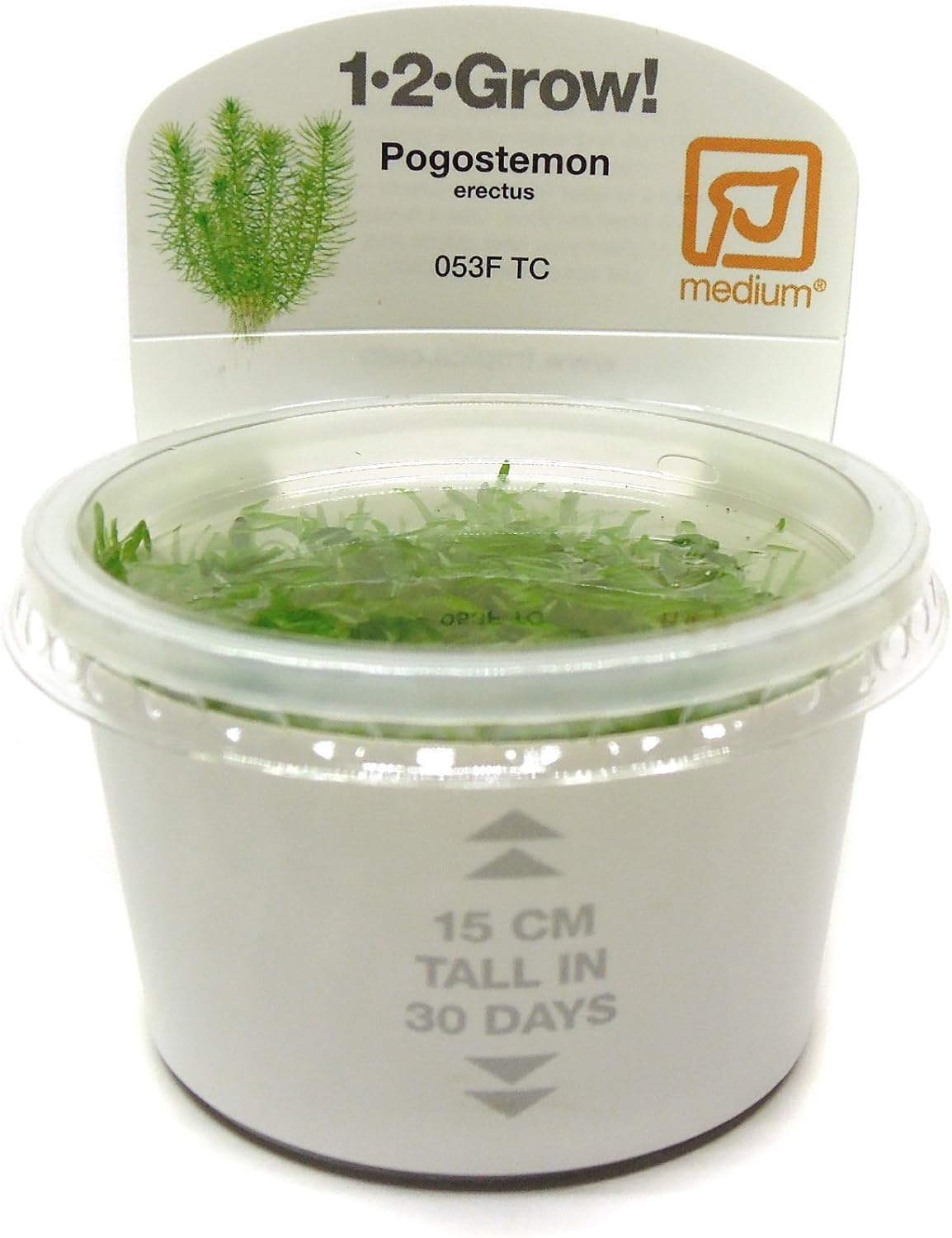 Tropica In Vitro 1 2 Grow Live Aquarium Plants Eleocharis Acicularis Mini Fish Aquatic Pets Aquariums Accessories Thepodsatstreamvale Com