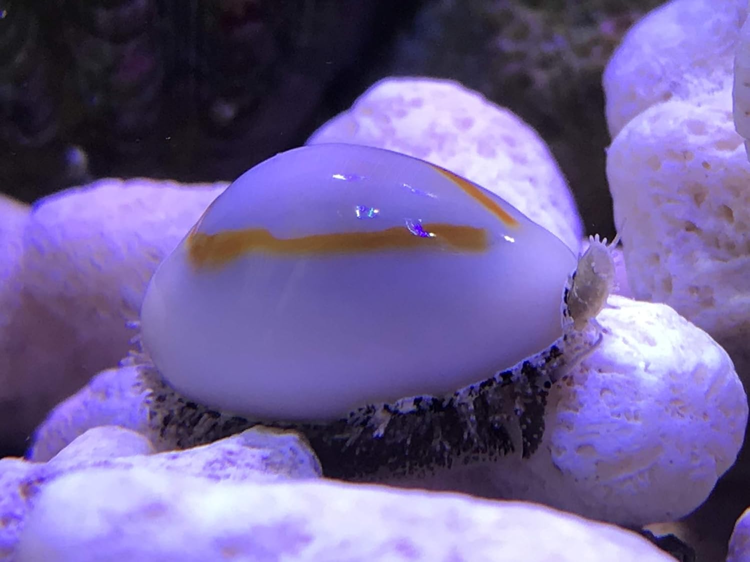 Ocean Box ハナビラタカラガイ 5匹 海水 本州四国限定 山口県を除く ノーブランド品 観賞魚 水中生物 通販 Amazon