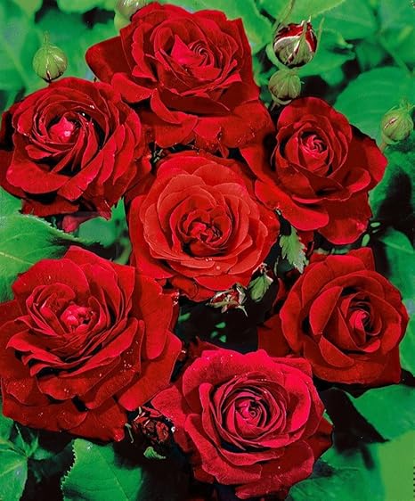 Rosa A Radice Nuda - Pianta Da Giardino, Colore Rosso Vellutato, Per Arredo Esterno - Foto 5