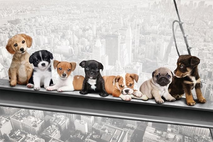 empireposter Hunde auf Stahlträger-New York Skydogs-Spaß Städte Welpen Poster Plakat Druck-Grösse 91,5x61 cm, Papier, bunt 91