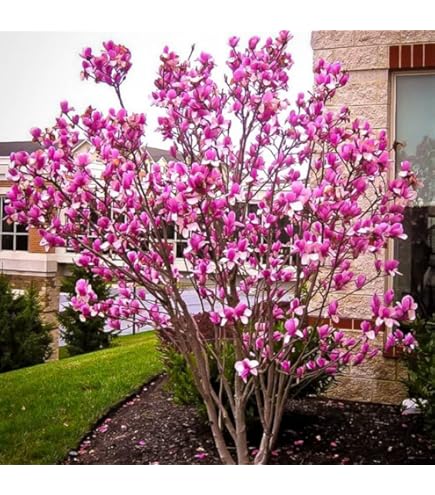 ハイドランジア マグノリア Genie Magnolia, Magnolia x 'Genie' PP #20,748, Monrovia Plant