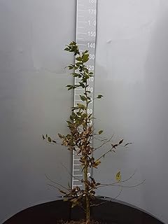 10st. Hainbuche 120-150cm Heckenpflanzen Carpinus betulus Hecke Weißbuche Gartenhecke Hainbuchen Wurzelware