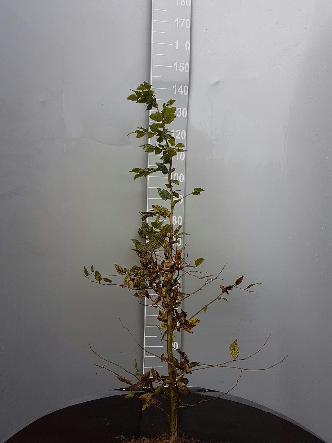 10st. Hainbuche 120-150cm Heckenpflanzen Carpinus betulus Hecke Weißbuche Gartenhecke Hainbuchen Wurzelware