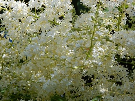 Grow Your Secret Garden Fragrant Japanese Lilac Tree 10 Viable Seeds Amazon Co Uk Garden Outdoors
