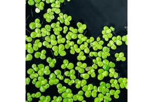 Floating Aquatic Plant Seeds, Cold Resistant Duckweed Seeds for Ponds, Aquariums & Water Gardens, Live Aquatic Plants for Out