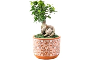 Costa Farms Bonsai Miniature Tree Live Plant in Decorative Pot, Indoor Houseplant, Perfect for Home, Room, or Office Decor, Great House Warming or Birthday Gift, 12-15 Inches Tall