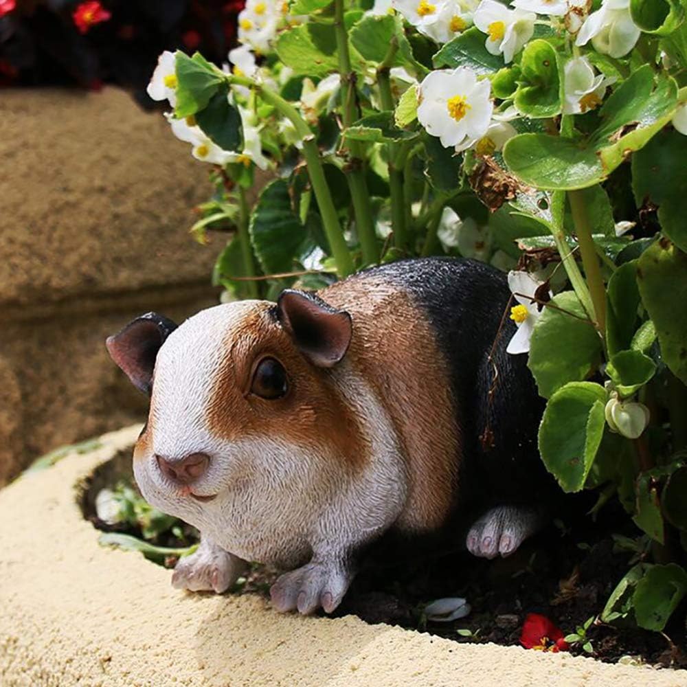 full grown mini whoodle