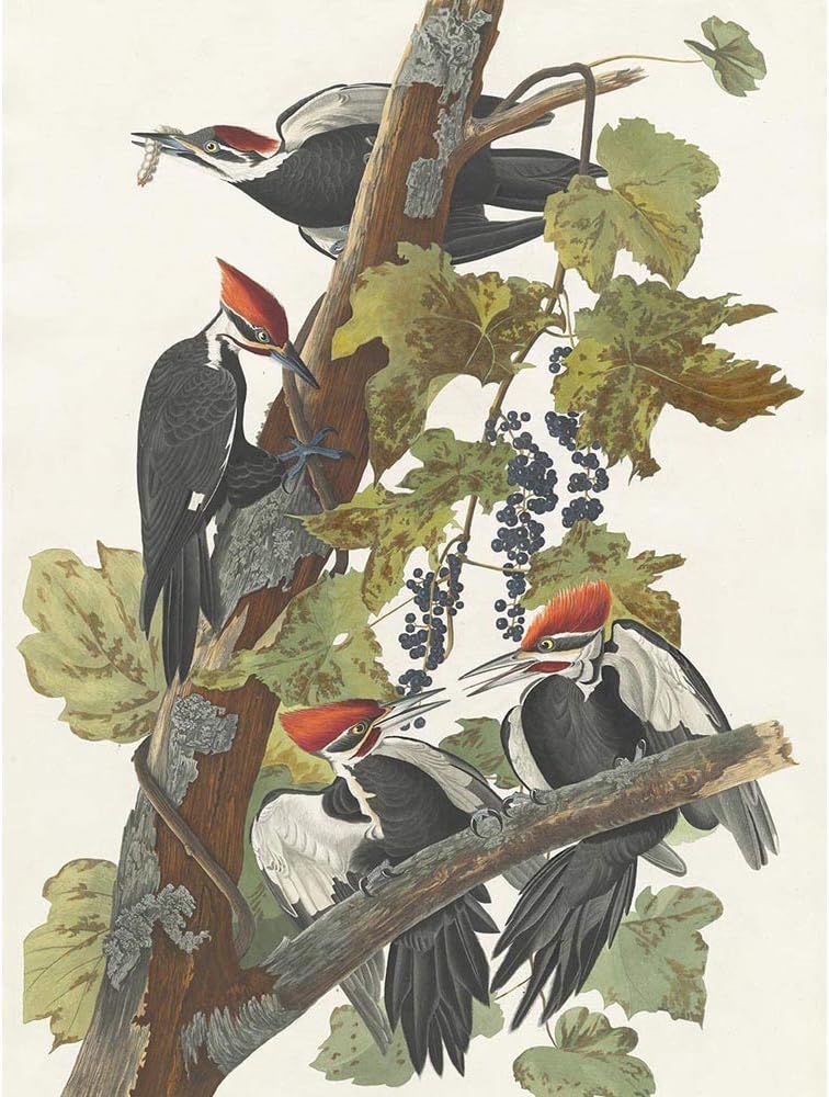 Wee Blue Coo Havell Audubon American Pileated Woodpecker Zoology Unframed Wall Art Print Poster Home Decor Premium