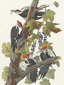 Wee Blue Coo Havell Audubon American Pileated Woodpecker Zoology Unframed Wall Art Print Poster Home Decor Premium