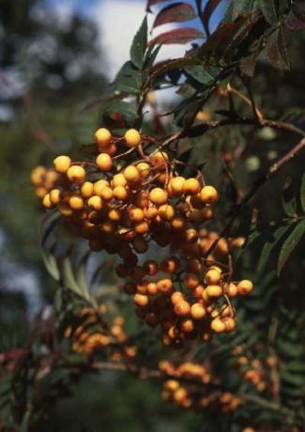 Sorbus 'Copper Kettle' Mountain Ash Tree in a 12 Litre Pot Amazon.co