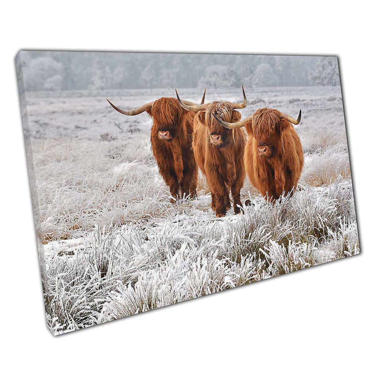 Scottish Highland Cows Natural Winter Nature Habitat Wall Art Print On Canvas Picture For Home Office Decor 30x20cm (12x8In)