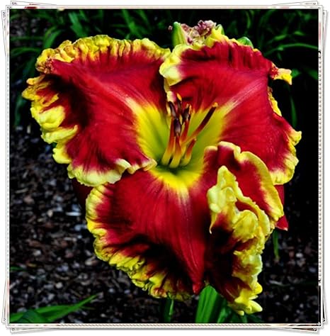 Amazon カンゾウ球根 見事な花の色 家の有機植物を育てやすい 8球根 花