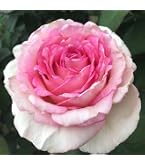 Amazon.com : Heirloom Alba Roses, Live Own Root Plant for Outdoor