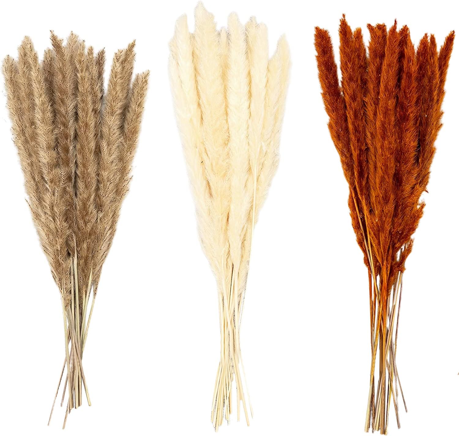 Dried & Preserved Flora - 50 Naturally Dried Tall Fluffy Pampas Grass | Real Flowers | 50 CM | White | Natural | Coffee | Home Decor, Flower Arrangements, Vase Filler, Weddings, Kitchen, Boho, Party Decoration, Event Decor