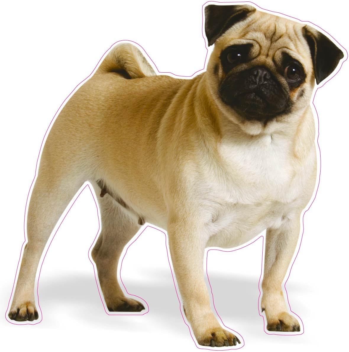 Nostalgia Decals Pug Decal 6" with in The United States