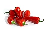 Mirasol Heirloom Chile 20+ Seeds
