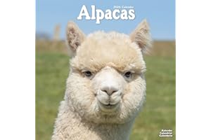 Alpacas Calendar 2024 Square Animal Wall Calendar - 16 Month