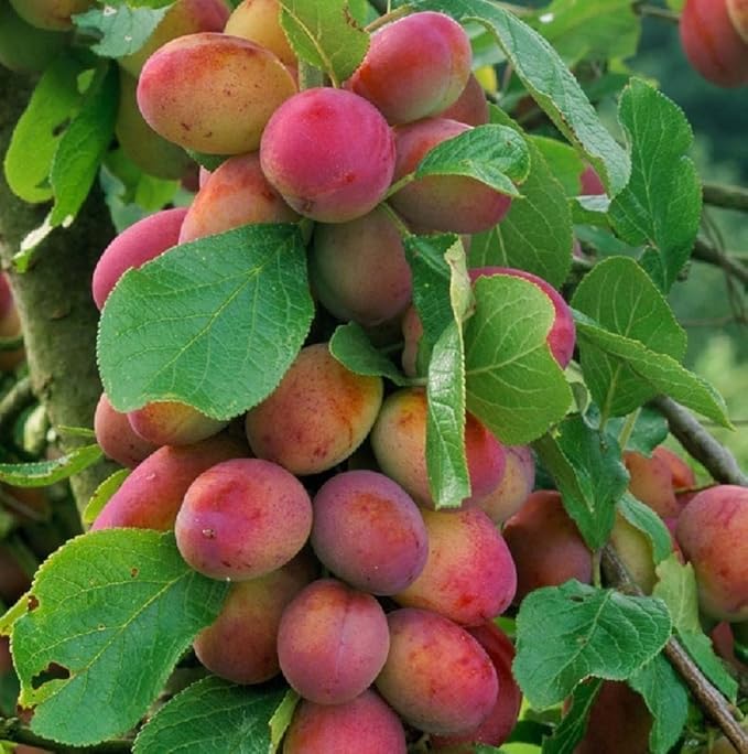 Dwarf Patio Victoria Plum Fruit Tree 34ft Supplied in a 5 Litre Pot