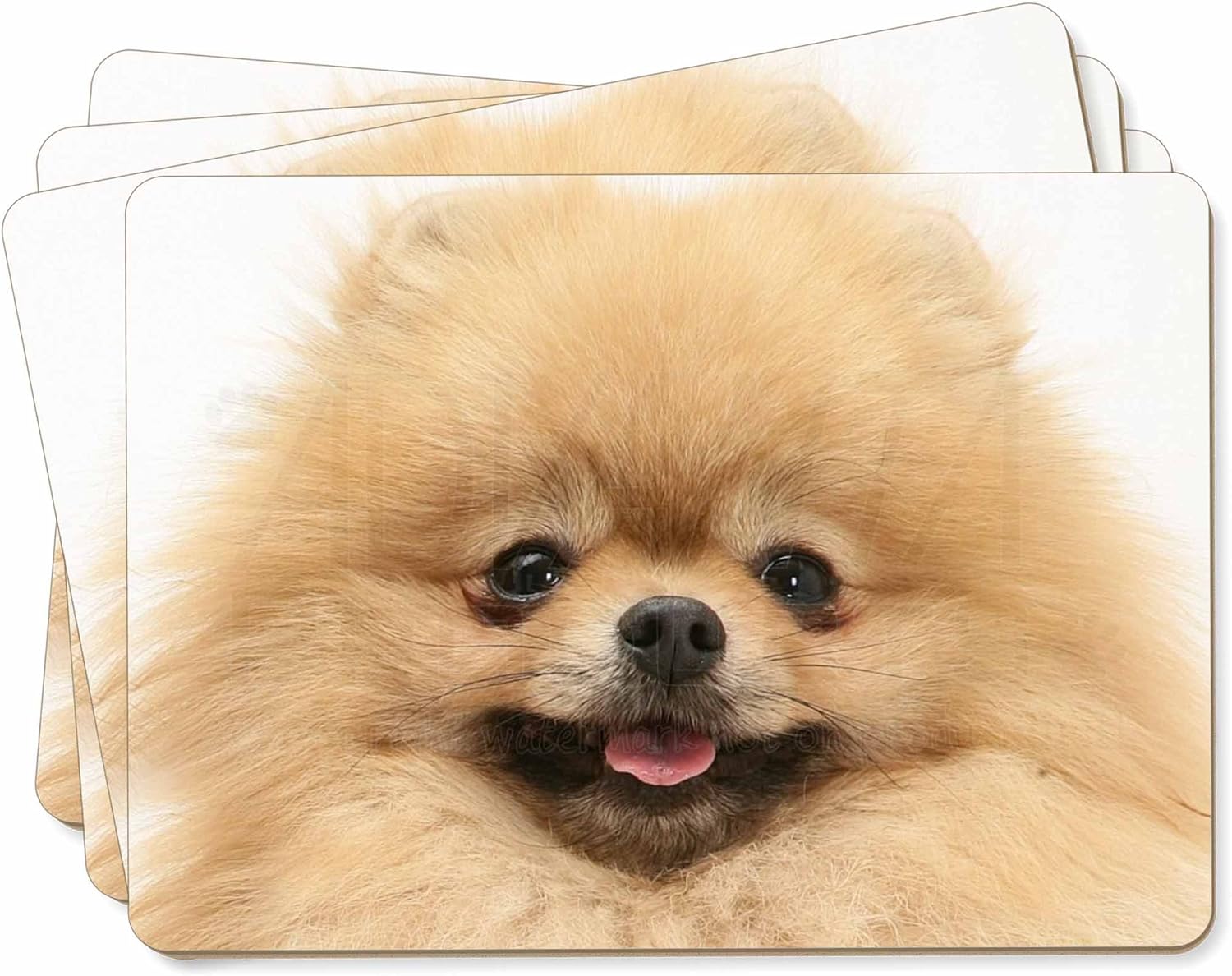 most beautiful pomeranian