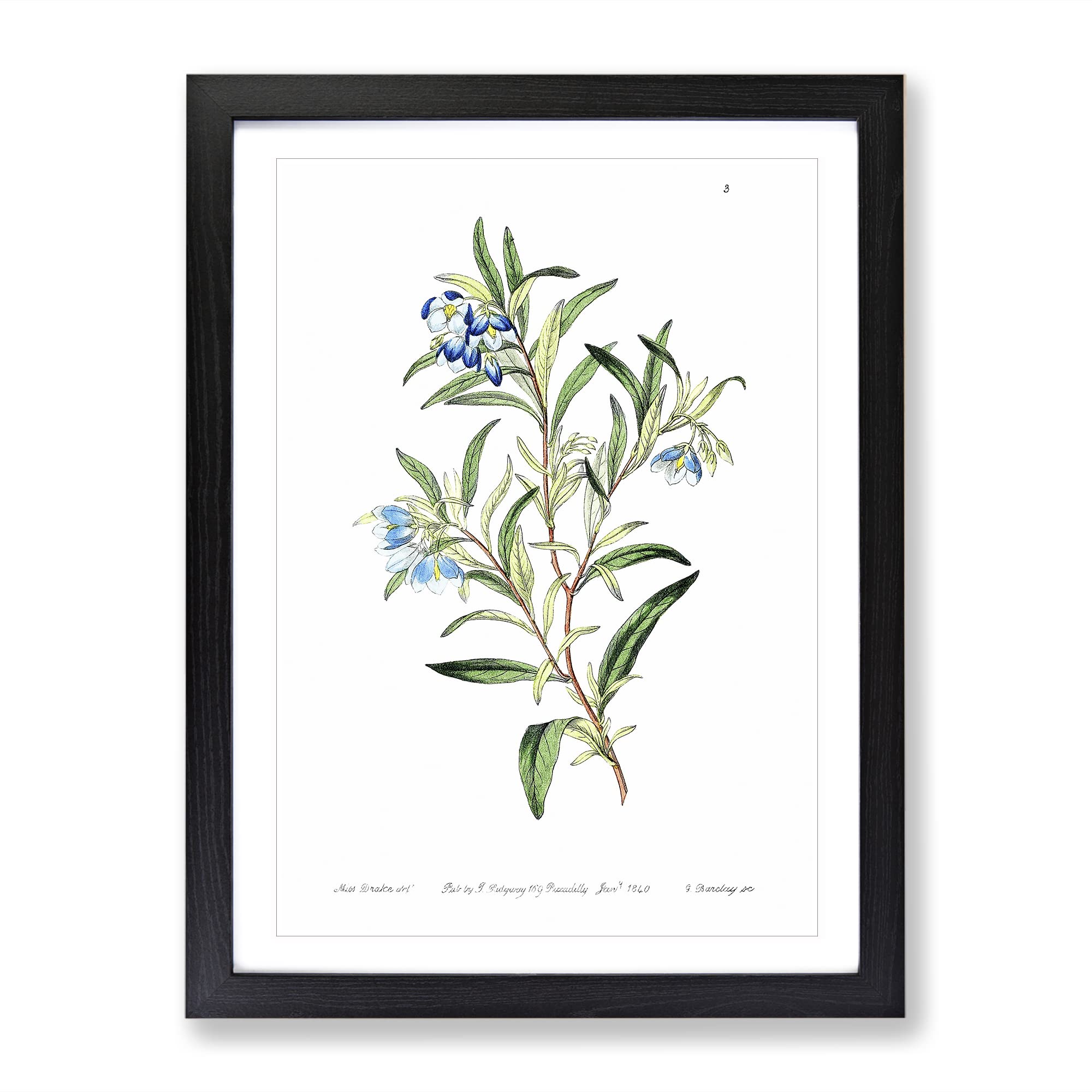 Bluebell Flowers Vintage Framed Wall Art Print, Ready to Hang Picture for Living Room Bedroom Home Office Décor, Black A3 (34 x 46 cm)