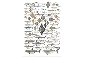 Earth Sky + Water - Sharks, Skates, and Rays of the Atlantic and Gulf of Mexico - Poster