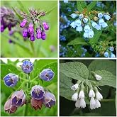 Mixrug 80+ Comfrey Seed for Planting,Comfrey Symphytum Officinale Seeds,Non-GMO Heirloom Pollinator Friendly Herb Seed for Home Outdoor Garden