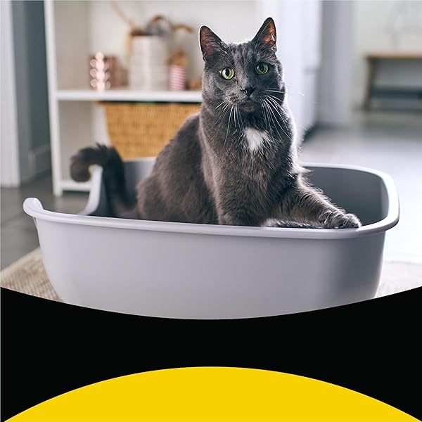 PURINA TIDY CATS CLUMPING, LIGHTWEIGHT, MULTI CAT LITTER, TIDY MAX GLADE CLEAR SPRINGS FORMULA – 17 LB. BOX