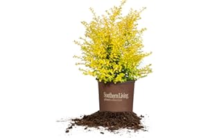 PERFECT PLANTS Sunshine Ligustrum Shrub 3 Gallon | Live Plant Perfect for Southern Climates | Bright Yellow Foliage | Dwarf Shrubs for Landscaping