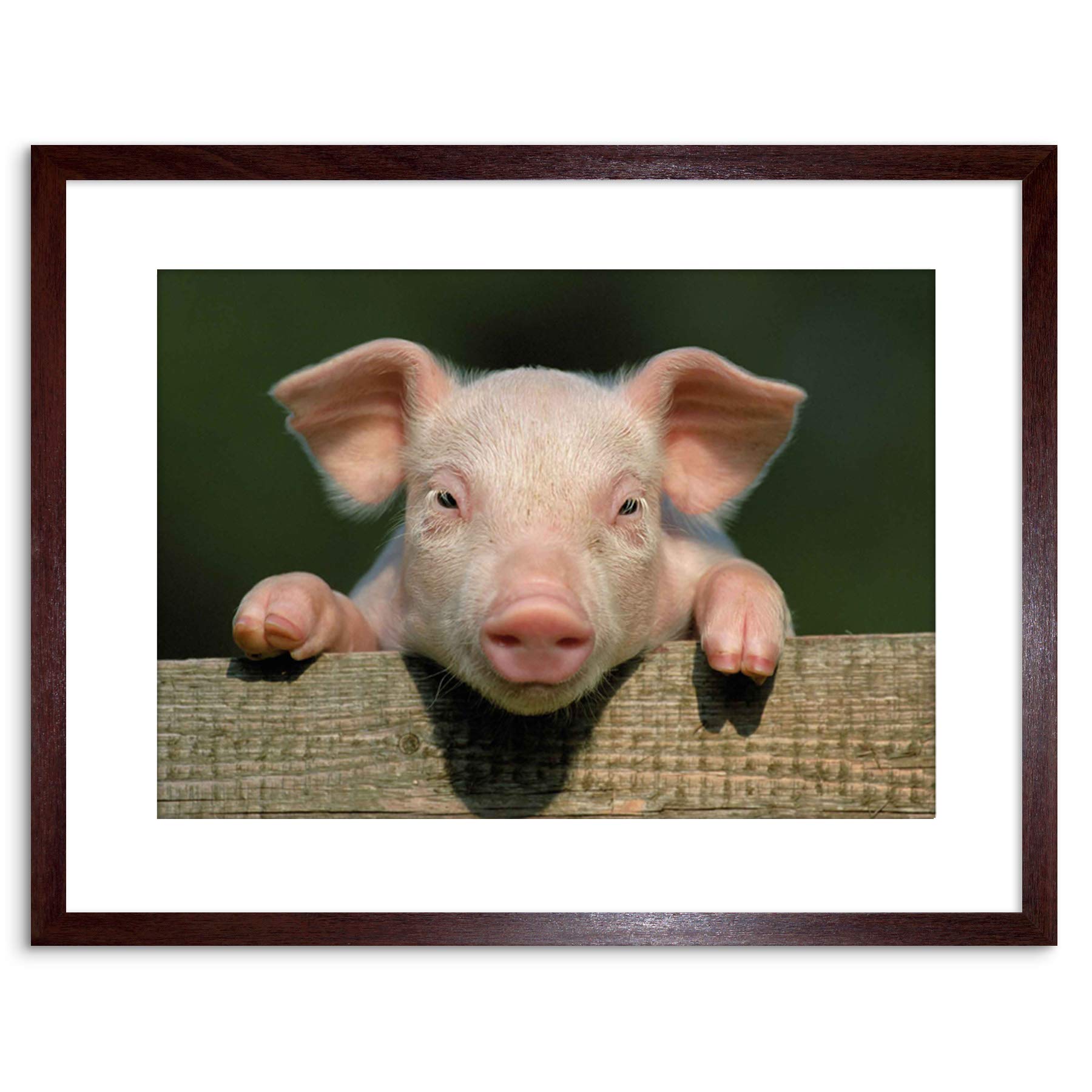 Wee Blue Coo Photo Animal Pig Piglet Cute Farm Pink Baby Babe Framed Wall Art Print