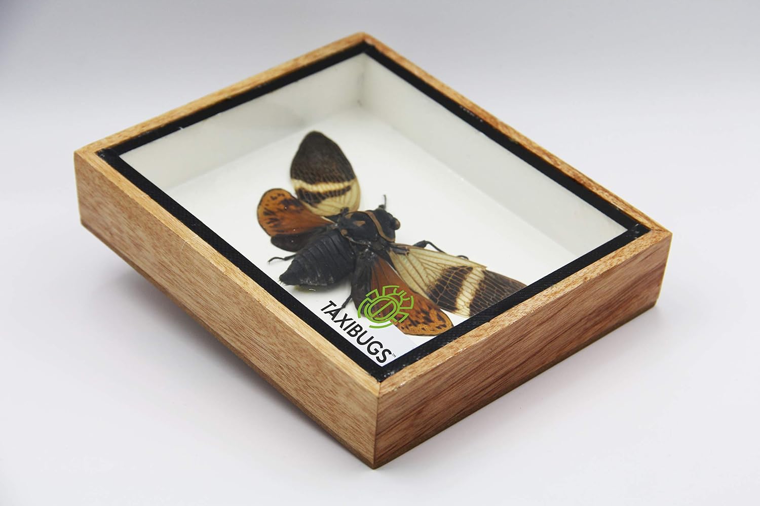 TAXIBUGS Cicada Speciosa insect taxidermy in wood box framed, Small - Image 3